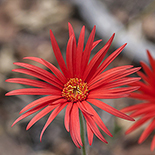 Gerbera cf jamesonii